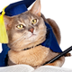 Image for article titled Why Are These Cats and Dogs Saddled With Student Loan Debt, Barack Obama?